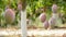 Mangoes tropical fruit hanging at branch in a plantation full of mangoes