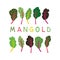 Mangold-02