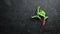 Mangold beet leaves on a black background.