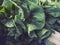 Mangold Beta vulgaris. Biennial herb, a subspecies of common beet. Fortified green lettuce leaves. Vegetarian or healthy food.