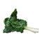 Mangold Beta vulgaris. Biennial herb, a subspecies of common beet. Vegetarian or healthy food. Washed chard. Fresh harvest