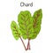 Mangold Beta vulgaris or Swiss chard