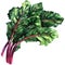 Mangold, chard, fresh green leaves of beet isolated, watercolor illustration