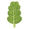 Mangold chard icon cartoon vector. Green plant