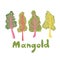 Mangold or Swiss chard illustration. Mangold leaves, healthy food vegetable. Lifestyle concept, culinary herb. Flat