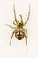 Mangora acalypha. Family Araneidae. Spider isolated on a white background