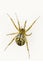 Mangora acalypha. Family Araneidae. Spider isolated on a white background