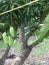 Mangos tree