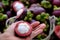 Mangosteen cut in half in woman hand on mangostana garcinia background