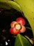 Mangosteen flower