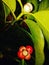 Mangosteen flower