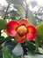 Mangosteen Flower