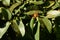 Mangosteen in Fruit flowering season