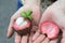 Mangosteen Fruit Opened On Hand