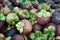 Mangosteen fruit at the pile together for sale.