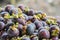 Mangosteen fruit on wood table