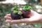 Mangosteen in Hand.