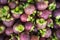 Mangosteen has many benefits in treating the disease as well