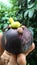 Mangosteen Snail violet purple green friut queen of fruit thai friut sweet good helthy animal rain