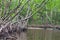 Mangroove forest with branches and roots sticking out of the swamp in Everglades national park in Florida , USA