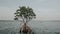 Mangroove at ocean