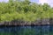 Mangroove river in everglades Florida landscape