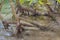 Mangroove Tree Detail View