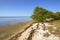 Mangrove and Beach at Low Tide