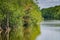 Mangrove - Biscayne National Park - Florida