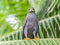 Mangrove black hawk