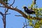 Mangrove black hawk bird sitting on an branch