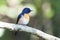 Mangrove blue flycatcher