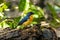 Mangrove Blue Flycatcher Cyornis rufigastra in Natural tropical Mangrove forest