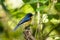 Mangrove Blue Flycatcher Cyornis rufigastra in Natural tropical Mangrove forest