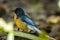 Mangrove Blue Flycatcher Cyornis rufigastra in Natural tropical Mangrove forest