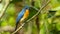 Mangrove Blue Flycatcher Cyornis rufigastra in Natural tropical Mangrove forest