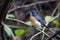 Mangrove Blue Flycatcher (female)