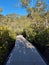 Mangrove Boardwalk at Bobbin Head in the Early in the Morning