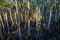 Mangrove boardwalk in Cape Hillsborough national park, Australia