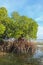 Mangrove bushes in shallow water of Indian ocean at low tide time. Islets of sandy bedrock between leaches of sea water.