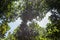 Mangrove Canopy at Can Gio`s Monkey Island