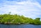 A mangrove, of the family Rhizophoraceae, island on a sunny morning.