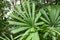 Mangrove fan palm leaf, Licuala spinosa