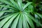 Mangrove fan palm leaf, Licuala spinosa