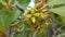 Mangrove Flowers in Kiang West National Park