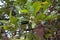 Mangrove flowers on tree, Rhizophora mangle, Rio