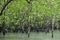 Mangrove forest 1