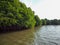 Mangrove forest