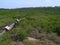 Mangrove forest