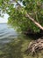 Mangrove forest